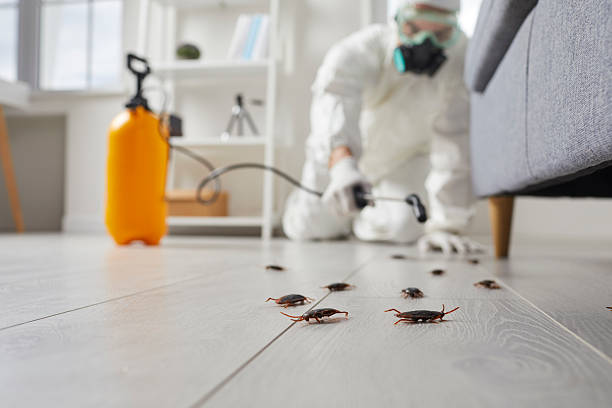 Post-Treatment Bed Bug Interceptor Monitoring in Celina